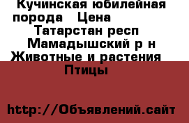 Кучинская юбилейная порода › Цена ­ 150-500 - Татарстан респ., Мамадышский р-н Животные и растения » Птицы   